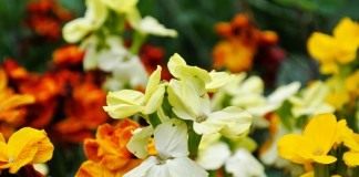 Лакфиоль, желтофиоль или желтушник Чери 'Orange bedder' (Erysimum cheiri)