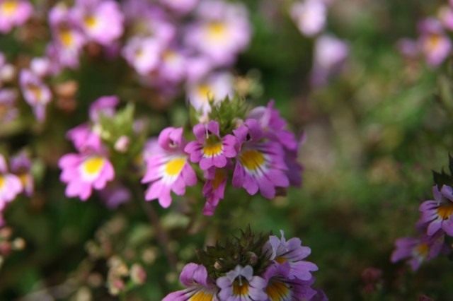 Очанка (Euphrasia) Очанка (Euphrasia)