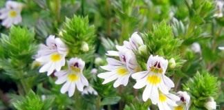Очанка (Euphrasia)