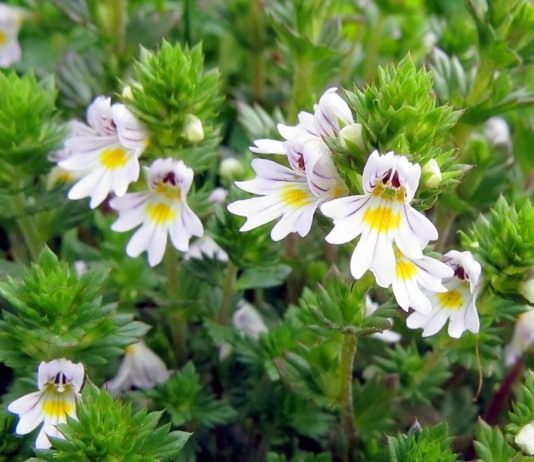 Очанка (Euphrasia)