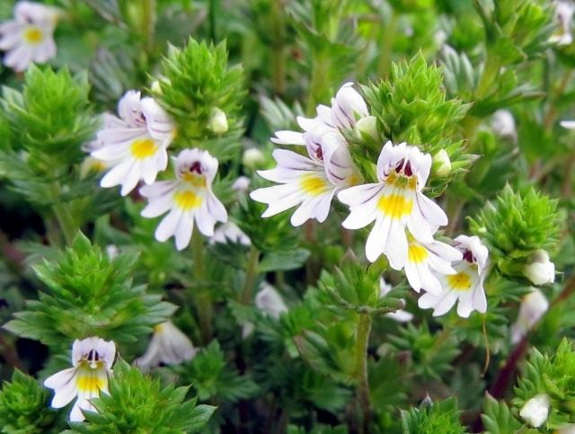 Очанка (Euphrasia) Очанка (Euphrasia)