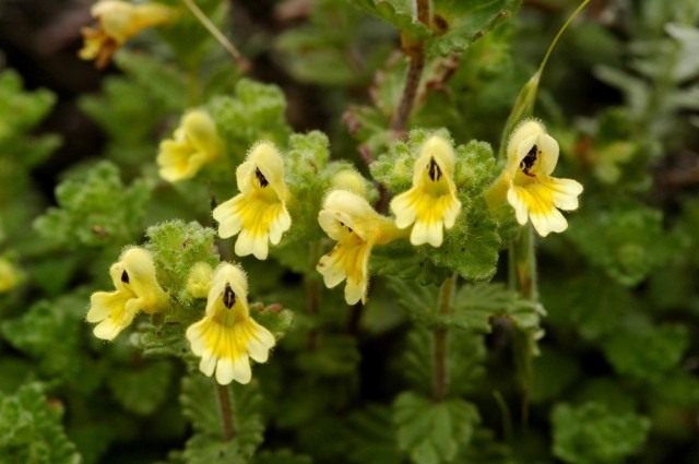 Очанка с желтыми цветками (Euphrasia nankotaizanensis) Очанка с желтыми цветками (Euphrasia nankotaizanensis)