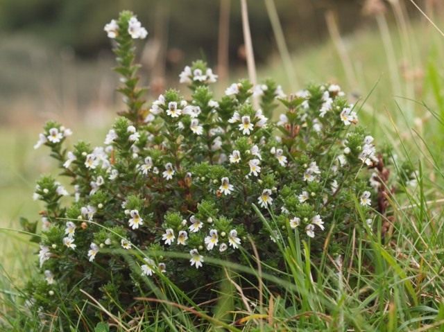 Очанка дубравная (Euphrasia nemorosa) Очанка дубравная (Euphrasia nemorosa)