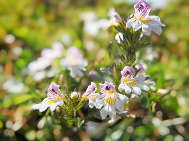 Очанка мелкоцветковая, или Очанка лекарственная (Euphrasia micrantha, syn. Euphrasia officinalis) Очанка мелкоцветковая, или Очанка лекарственная (Euphrasia micrantha, syn. Euphrasia officinalis)