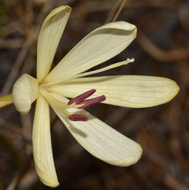 Гейссориза бесстебельная (Geissorhiza exscapa), синоним Ацидантера трубчатая (Acidanthera tubulosa) Гейссориза бесстебельная (Geissorhiza exscapa), синоним Ацидантера трубчатая (Acidanthera tubulosa)