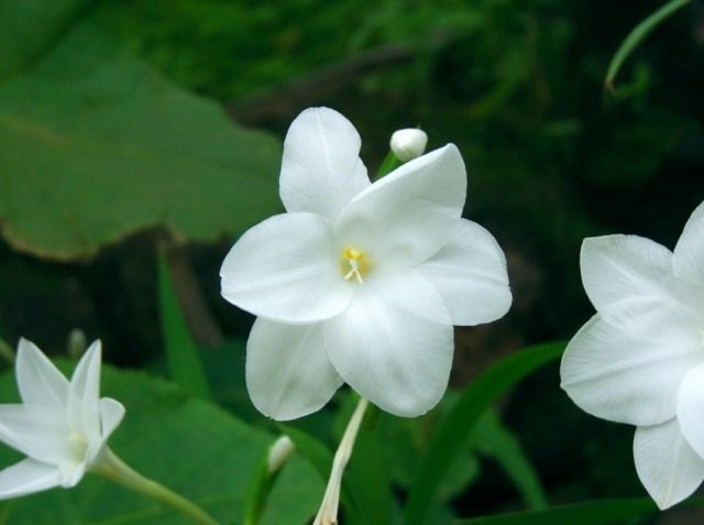Гейссориза розово-белая (Geissorhiza roseoalba), синоним Ацидантера розово-белая (Acidanthera roseoalba) Гладиолус белый (Gladiolus candidus), синоним Ацидантера белая (Acidanthera Candida)