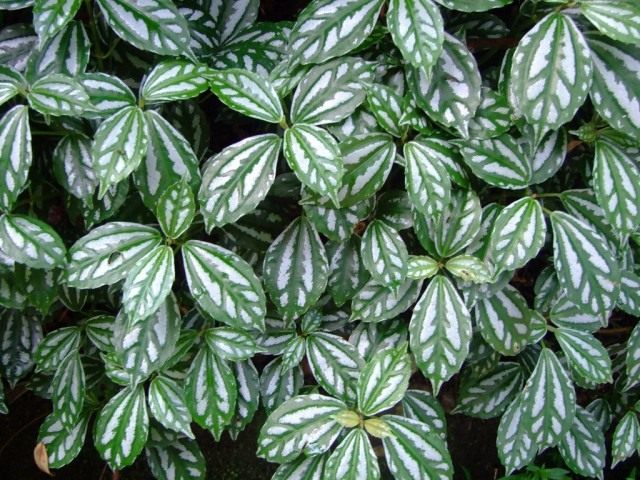 Пилея Кадье (Pilea cadierei) Пилея Кадье (Pilea cadierei)