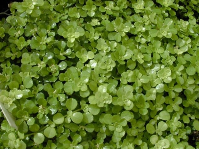 Пилея прижатая (Pilea depressa) Пилея прижатая (Pilea depressa)