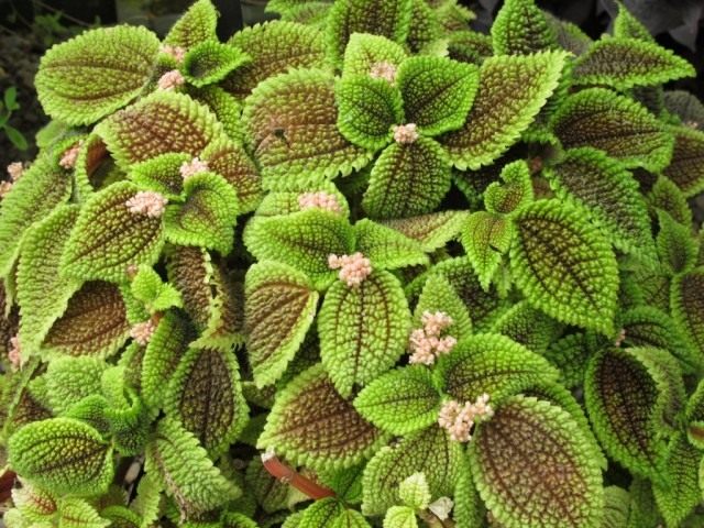 Пилея обернутая (Pilea involucrata) Пилея обернутая (Pilea involucrata)