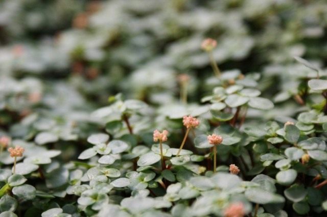 Пилея ливанская (Pilea libanensis) Пилея ливанская (Pilea libanensis)