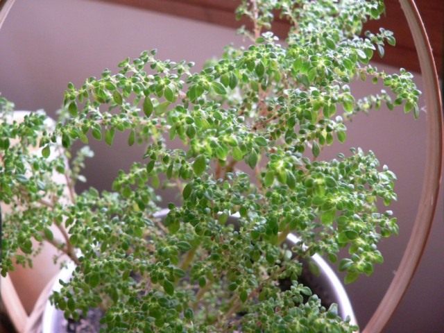 Пилея мелколистная (Pilea microphylla) Пилея мелколистная (Pilea microphylla)