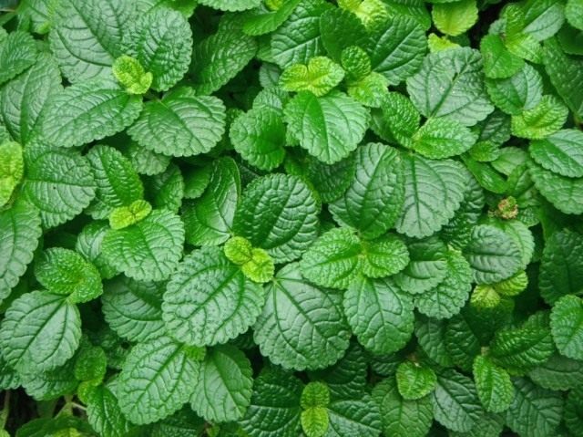 Пилея монетолистная (Pilea nummulariifolia) Пилея монетолистная (Pilea nummulariifolia)