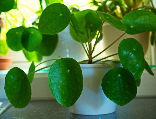 Пилея пеперомиевидная (Pilea peperomioides) Пилея пеперомиевидная (Pilea peperomioides)