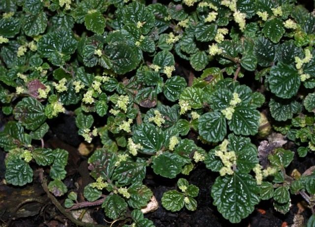 Пилея ползучая (Pilea repens) Пилея ползучая (Pilea repens)