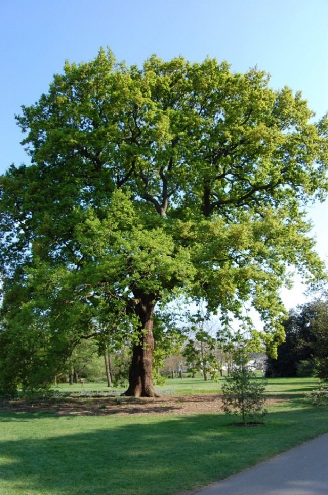 Дуб скальный (Quercus petraea) Дуб скальный (Quercus petraea)