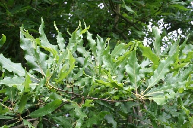 Мушмулолистная форма дуба скального (Quercus petraea mespilifolia)