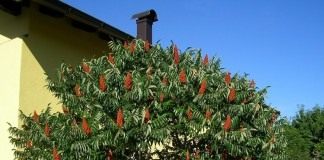Сумах оленерогий, или Сумах пушистый, Уксусное дерево (Rhus typhina)