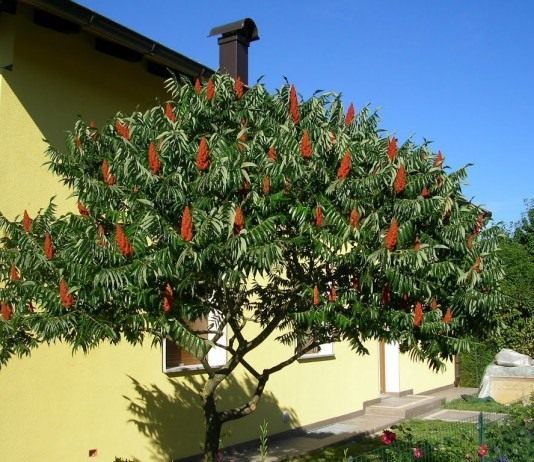 Сумах оленерогий, или Сумах пушистый, Уксусное дерево (Rhus typhina)