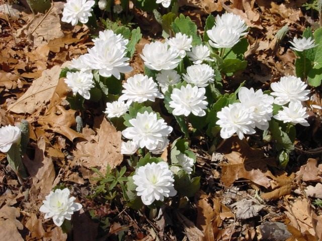 Сангвинария канадская, сорт Мультиплекс (Sanguinaria canadensis "Multiplex") Сангвинария канадская, сорт Мультиплекс (Sanguinaria canadensis "Multiplex")