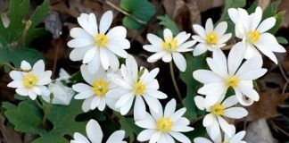 Сангвинария канадская (Sanguinaria canadensis)