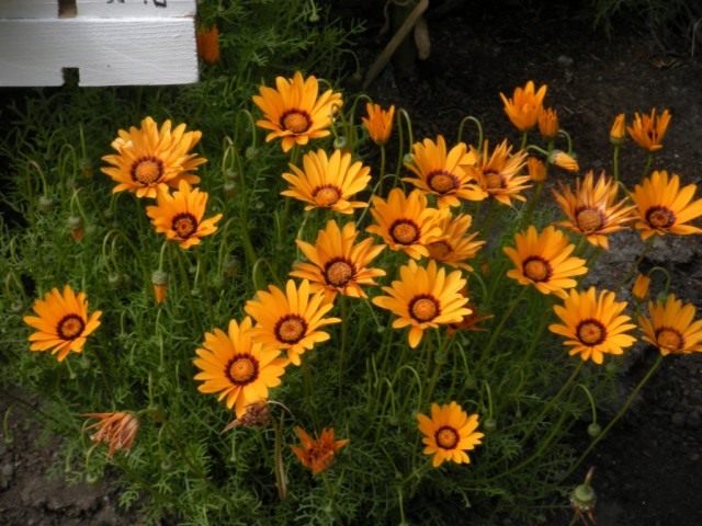 Урсиния укропная (Ursinia anethoides) Урсиния укропная (Ursinia anethoides)
