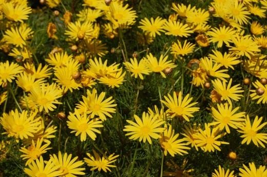 Урсиния голостебельная (Ursinia nudicaulis) Урсиния голостебельная (Ursinia nudicaulis)