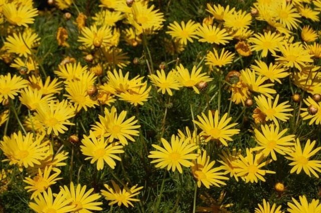 Урсиния голостебельная (Ursinia nudicaulis) Урсиния голостебельная (Ursinia nudicaulis)