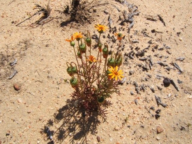 Урсиния разноцветковая (Ursinia anthemoides subsp. versicolor) Урсиния разноцветковая (Ursinia anthemoides subsp. versicolor)
