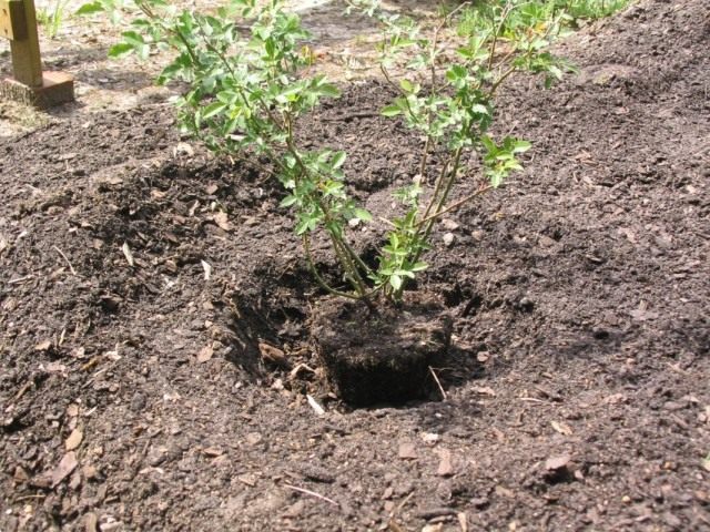 В апреле уже можно приступить к высадке многолетних цветов и декоративных кустарников, к примеру роз В апреле уже можно приступить к высадке многолетних цветов и декоративных кустарников, к примеру роз