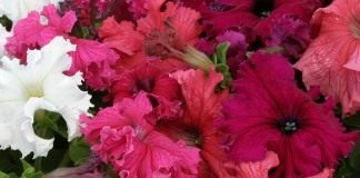 Фриллитунии (frillytunia) — разновидность петунии гибридной (petunia hybrida)
