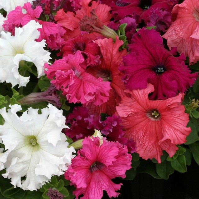 Фриллитунии (frillytunia) — разновидность петунии гибридной (petunia hybrida) Фриллитунии (frillytunia) — разновидность петунии гибридной (petunia hybrida)