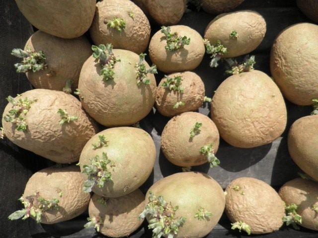Подготовка посадочного материала позволяет при высадке сократить период получения всходов, а, значит, получить более ранний урожай. Пророщенный семенной картофель