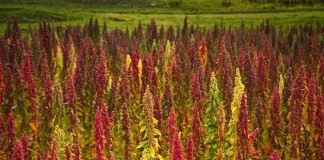 Киноа, или Кинва (Chenopodium quinoa)