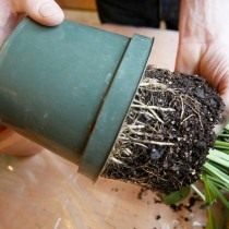 Вынимаем пересаживаемое растение из горшка Вынимаем пересаживаемое растение из горшка