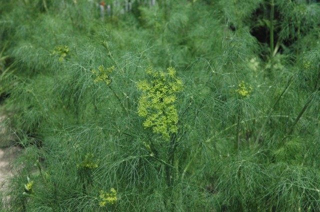 Укроп пахучий, или Укроп огородный (Anethum graveolens) — единственный вид семейства укропных Укроп пахучий, или Укроп огородный (Anethum graveolens) — единственный вид семейства укропных