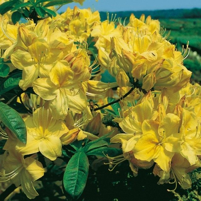 Рододендрон желтый, сорт 'Golden Sunset' Рододендрон желтый, сорт 'Golden Sunset'