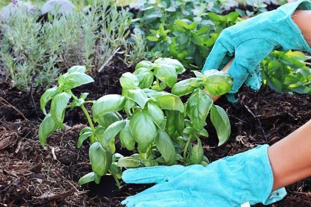 Базилик душистый (Ocimum basiliicum) Базилик душистый (Ocimum basiliicum)