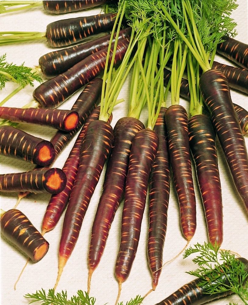 Carrot-Purple-Haze-2
