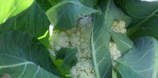Цветная капуста (Brassica oleracea var. botrytis)