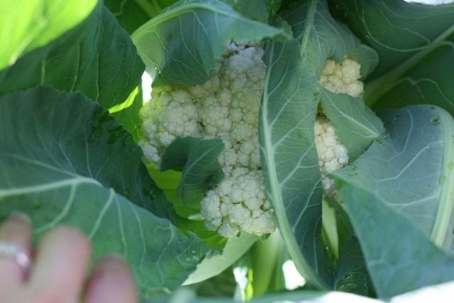 Цветная капуста (Brassica oleracea var. botrytis) Цветная капуста (Brassica oleracea var. botrytis)