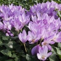 Безвременник византийский (Colchicum byzantinum) Безвременник византийский (Colchicum byzantinum)