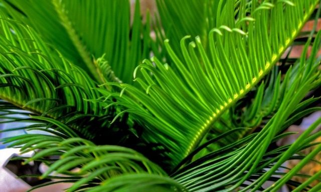 Саговник поникающий (Cycas revoluta) Саговник поникающий (Cycas revoluta)