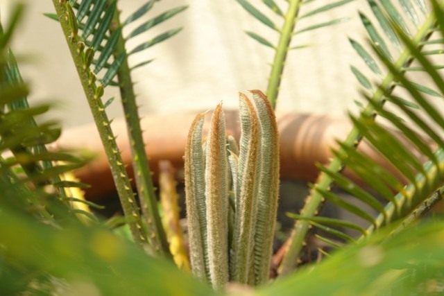 Саговник, или Цикас, или Саговая пальма (Cycas) Саговник, или Цикас, или Саговая пальма (Cycas)