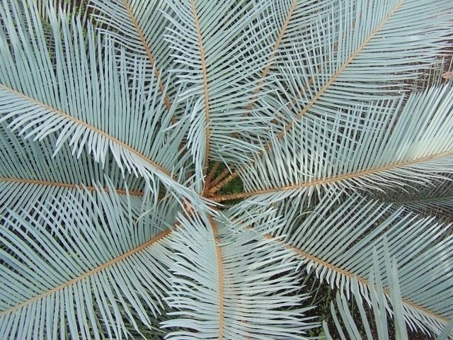 Саговник угловатый (Cycas angulata) Саговник угловатый (Cycas angulata)