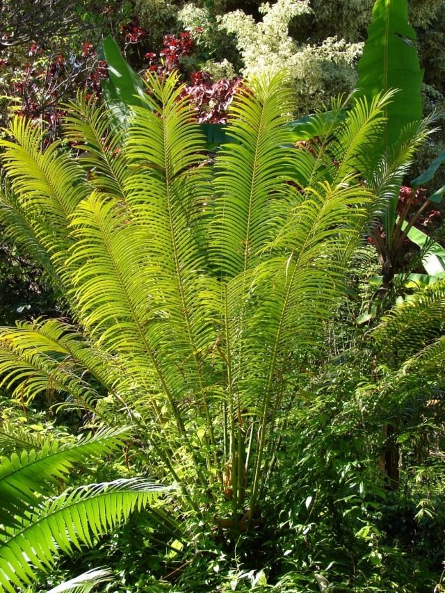 Саговник завитой, или Цикас улитковидный или завитой (Cycas circinalis) Саговник завитой, или Цикас улитковидный или завитой (Cycas circinalis)