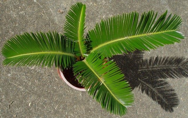 Саговник поникающий, или Цикас поникающий, или отвернутый (Cycas revoluta) Саговник поникающий, или Цикас поникающий, или отвернутый (Cycas revoluta)