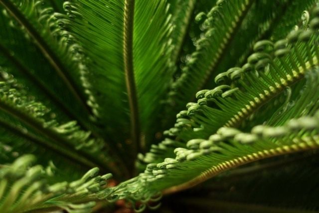 Саговник, или Цикас (Cycas) Саговник, или Цикас (Cycas)