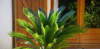 Саговник поникающий, или Цикас поникающий, или отвернутый (Cycas revoluta)