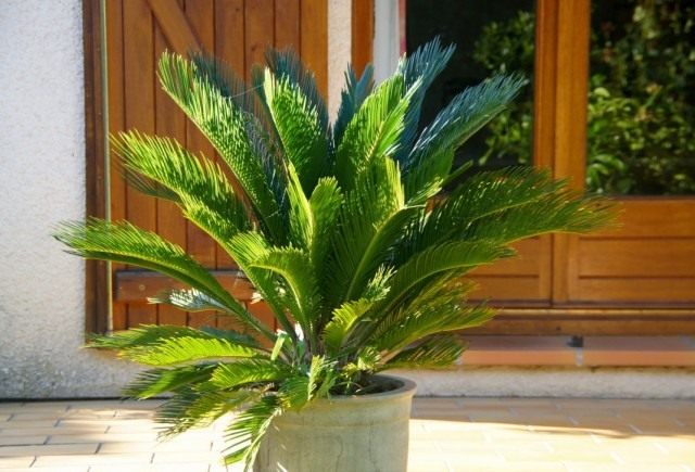 Саговник поникающий, или Цикас поникающий, или отвернутый (Cycas revoluta) Саговник поникающий, или Цикас поникающий, или отвернутый (Cycas revoluta)