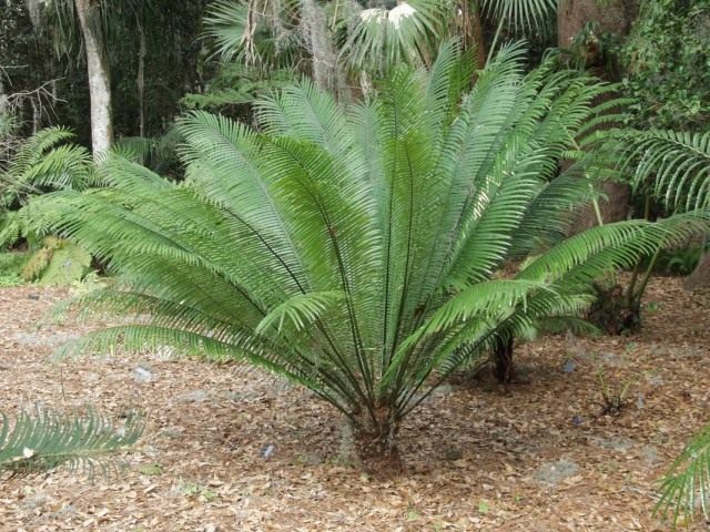 Саговник Румфа, или Цикас Румфа (Cycas rumphii) Саговник Румфа, или Цикас Румфа (Cycas rumphii)
